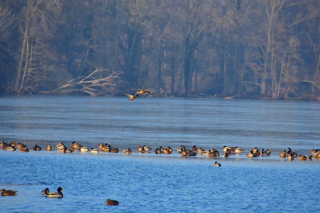 Ferienhaus Burgblick Brueggen Bruggen  Bagian luar foto